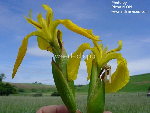 iris, yellowflag